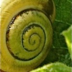 Snail