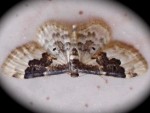 A moth on a Tooting tile