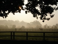 Horses near Potton Hall early on Sunday morning