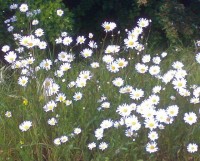 Daisies on Tooting Common, where history is made