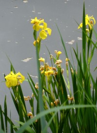 Yellow iris on Wandsworth common 