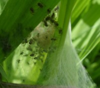 Inside the spiders nest