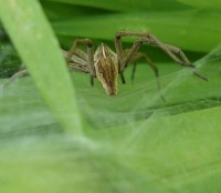 A spider guarding its nest in the back garden