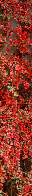 cotoneaster-banner