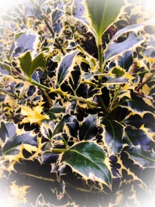 Holly from my garden in Tooting 