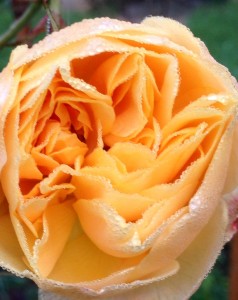 Picture of a rose