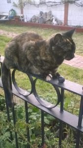 Same or different music for the other side: cat sitting on a fence